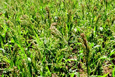 White Proso Millet